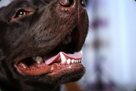 Dental Care