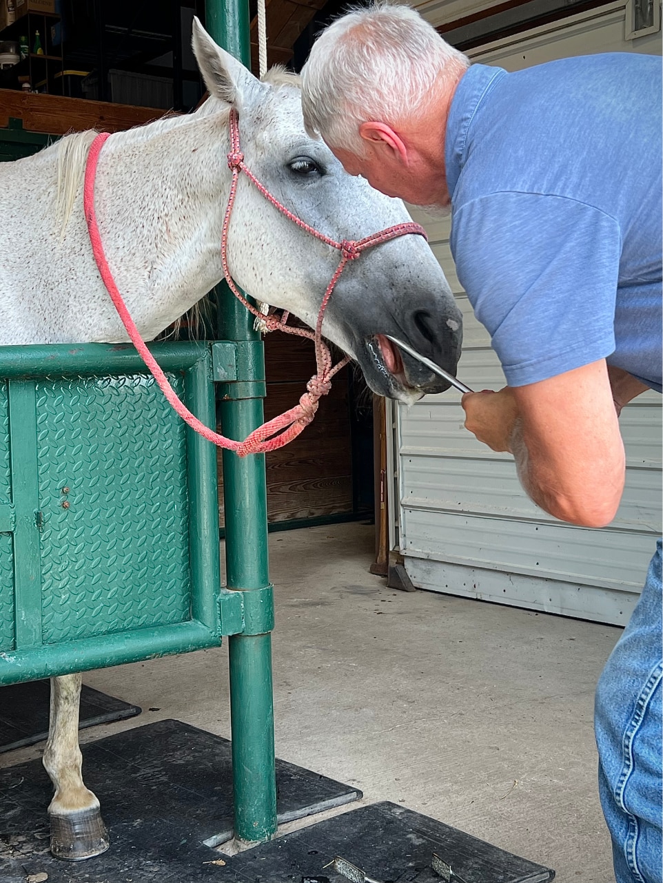 Equine Dentistry
